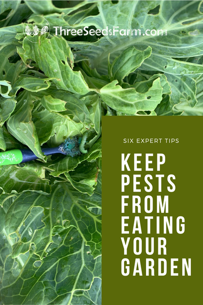 Keep pests out of the garden