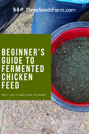 Why ferment chicken feed