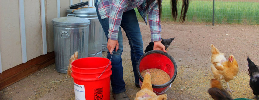 How to ferment chicken feed