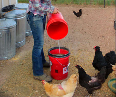 How to cut chicken feed costs