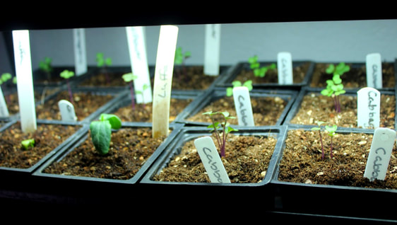 Seedlings under a grow light