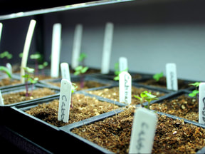Baby Seedlings under light